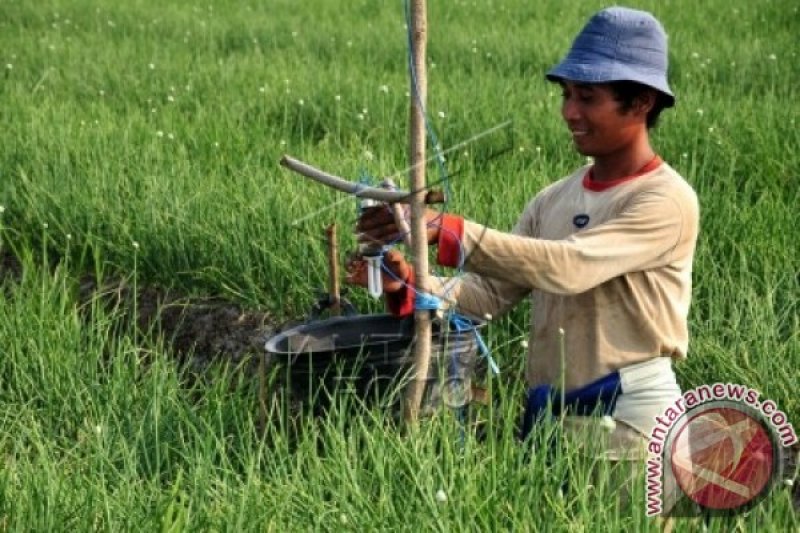 LAMPU TANAMAN BAWANG MERAH