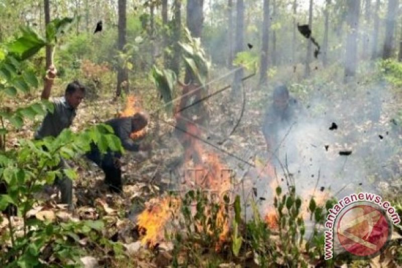 KEBAKARAN HUTAN JATI