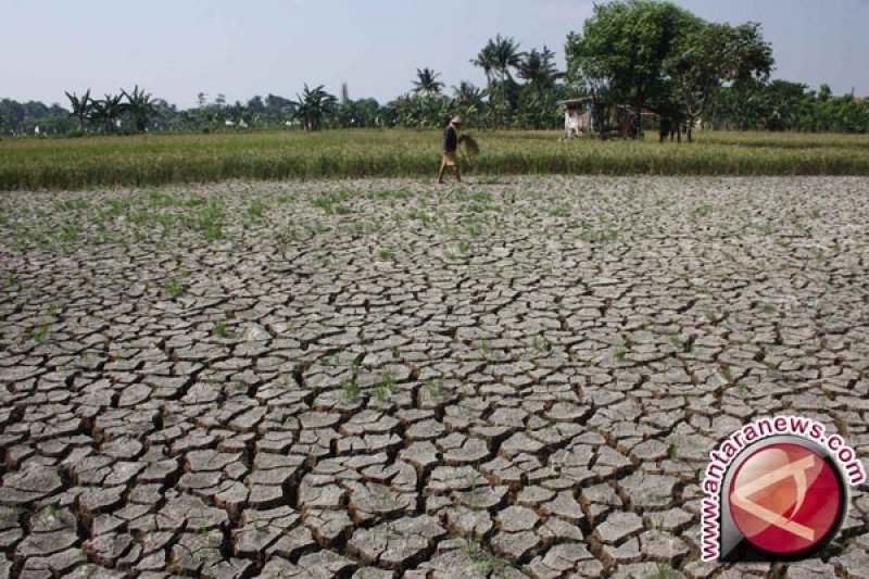 126 hektare tanaman padi di Cirebon puso