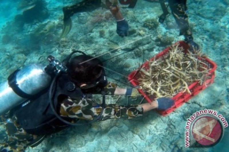 PENANAMAN TERUMBU KARANG