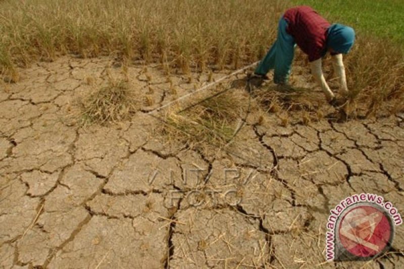 Seribuan hektare sawah di Ciamis terancam puso