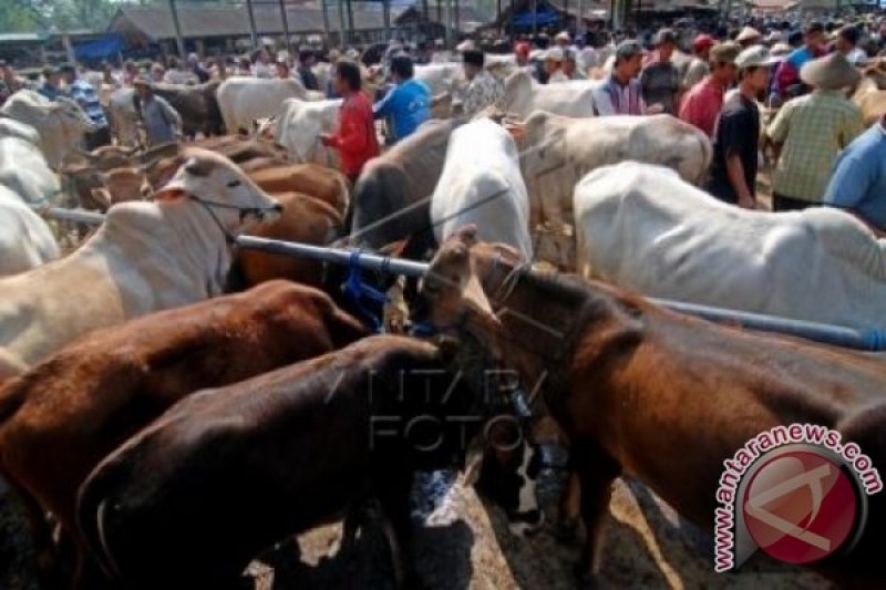 PERMINTAAN SAPI LOKAL MENINGKAT