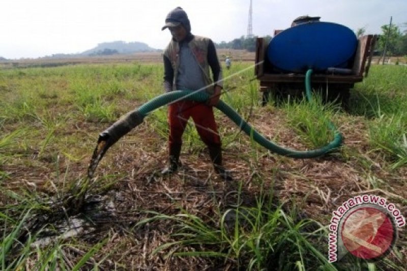 PENYIRAMAN TEBU SAAT KEMARAU