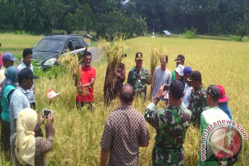 PANEN PADI PETANI SUNGAYANG MENINGKAT