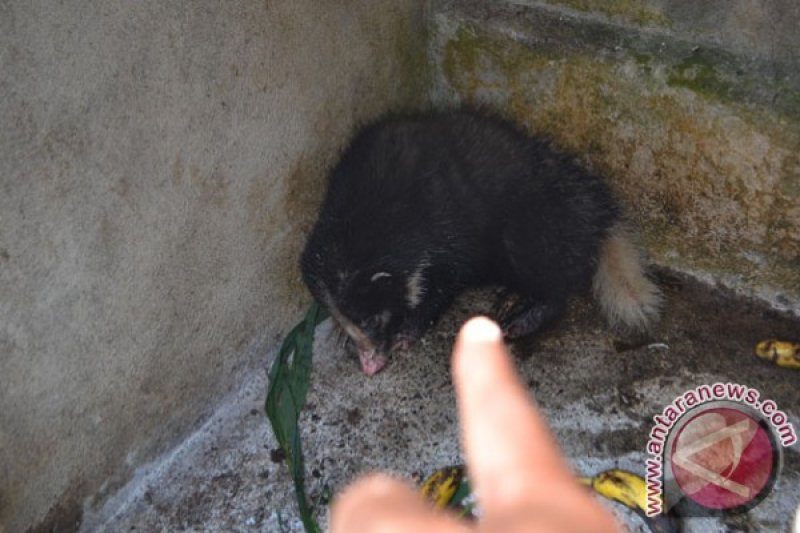 SELAMATKAN ANAK BERUANG MADU