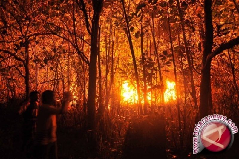 Puncak Gunung Rakutak Bandung Terbakar