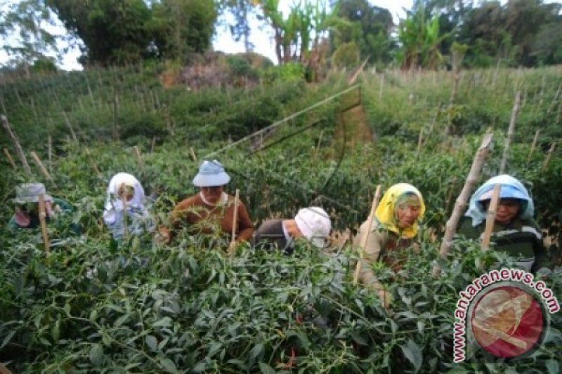 Buruh Petik Wanita