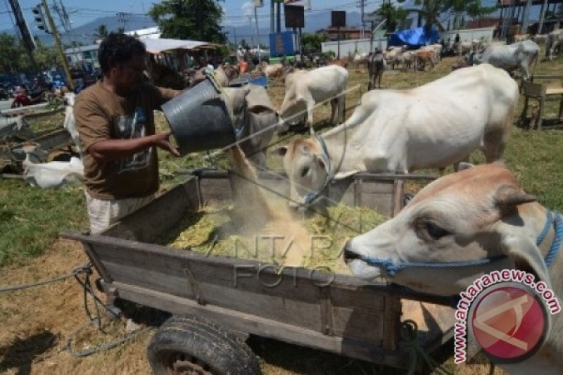 PERMINTAAN SAPI KURBAN MENURUN