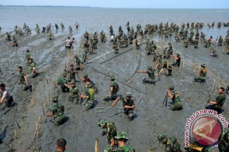 PENANAMAN POHON BAKAU