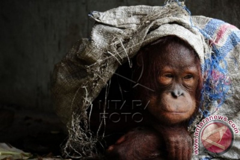 ORANGUTAN PELIHARAAN WARGA