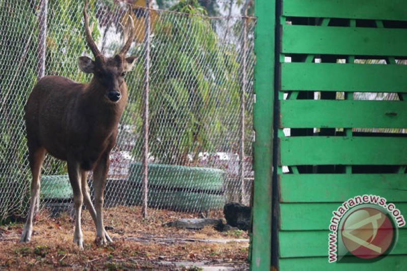 Rusa Sambar Kalimantan Timur Antara News