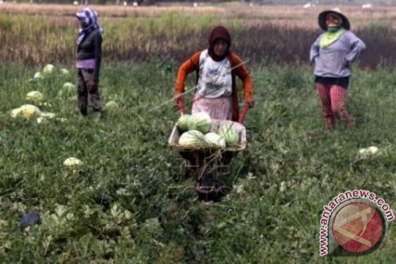 PANEN BUAH SEMANGKA