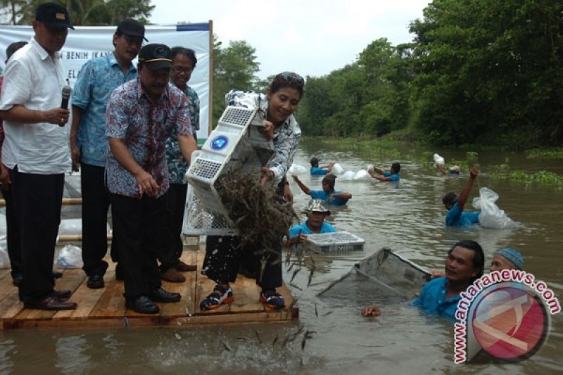 Bantuan Benih Ikan Menteri KKP