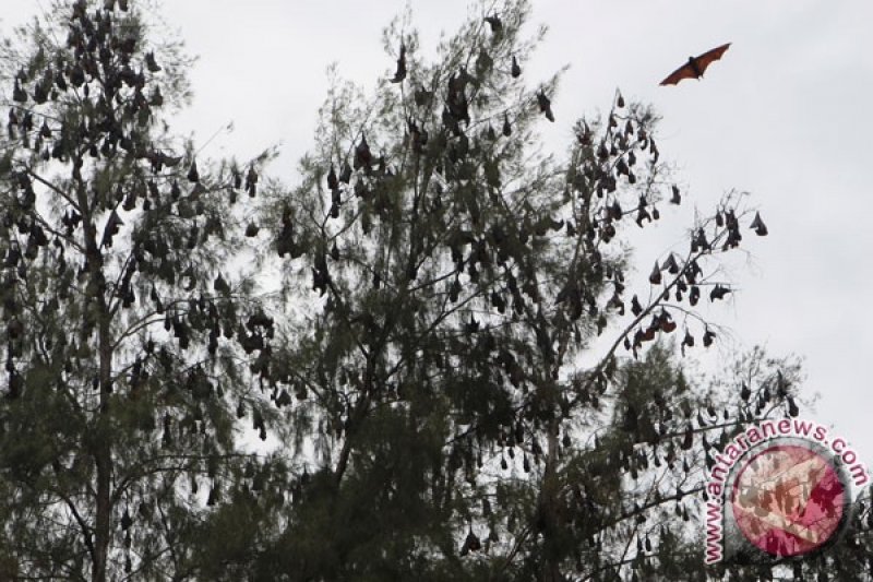 Peneliti IPB: Ada enam jenis virus pada kelelawar buah di Indonesia