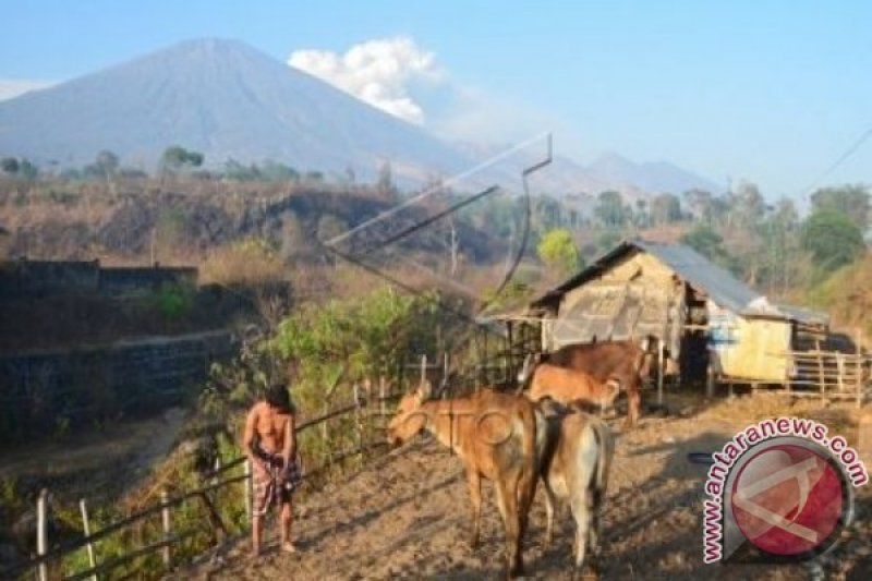 TABUNGAN TERNAK SAPI