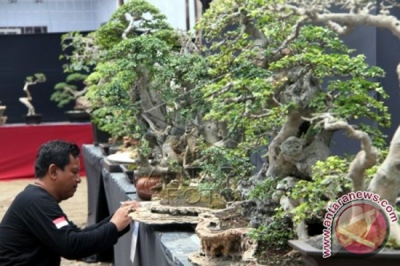 PAMERAN BONSAI TULUNGAGUNG