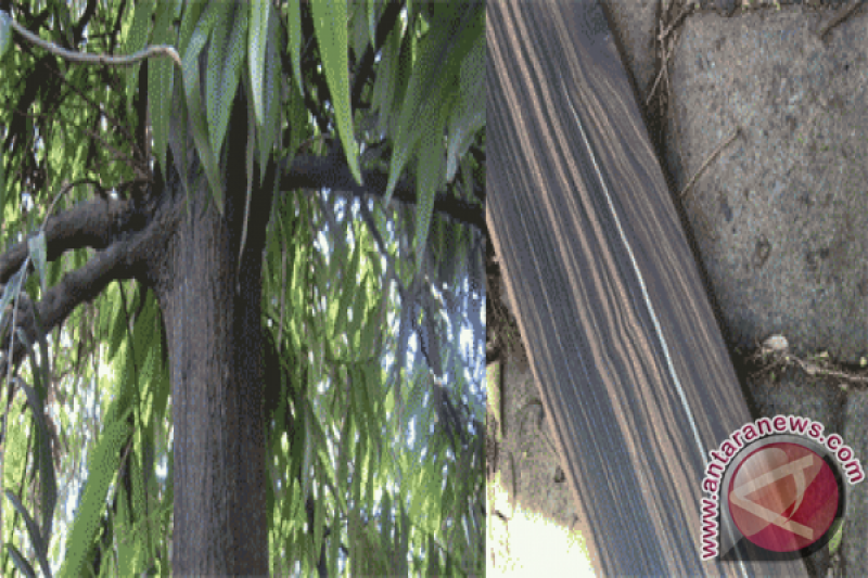 Dishut Sulteng Tanam 50.000 Pohon Eboni - ANTARA News Palu, Sulawesi Tengah  - ANTARA News Palu, Sulawesi Tengah - Berita Terkini Sulawesi Tengah