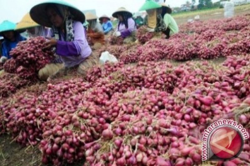 Harga Bawang Tidak Stabil, Petani Cirebon Cemas