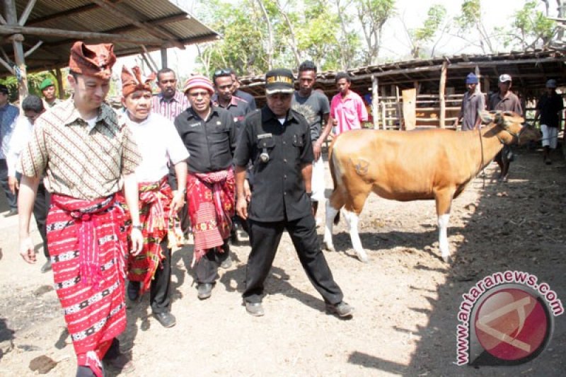 Mendag Tinjau Peternakan Sapi