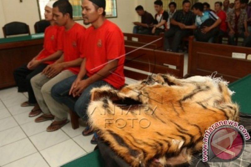 SIDANG PERDAGANGAN KULIT HARIMAU