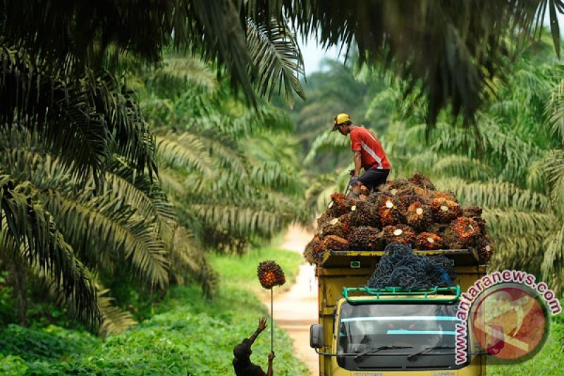 Akademisi Sawit Bukan Penyebab Deforestasi Antara News