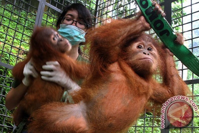 ProFauna: tiga jenis primata Indonesia terancam punah