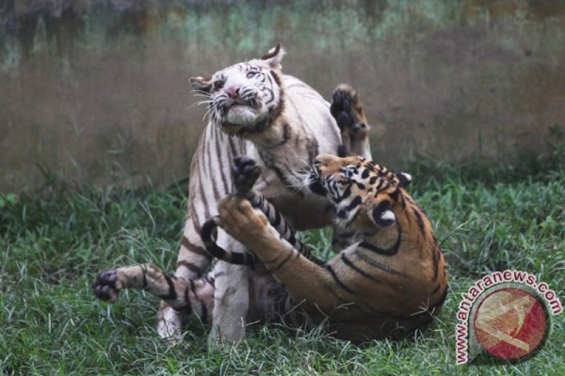 Harimau Benggala Taman Margasatwa Medan