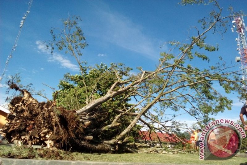 POHON TUMBANG LUKAI 12 SISWA