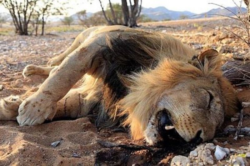 Image Print