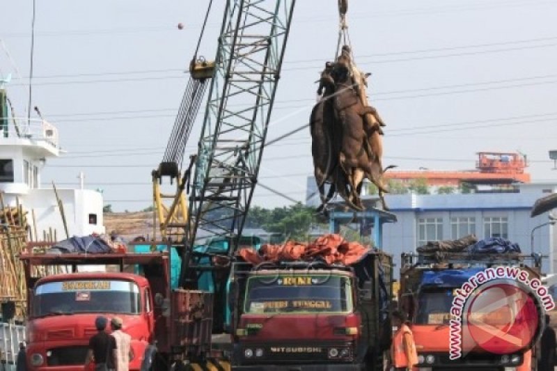 MENURUNKAN SAPI DARI KAPAL