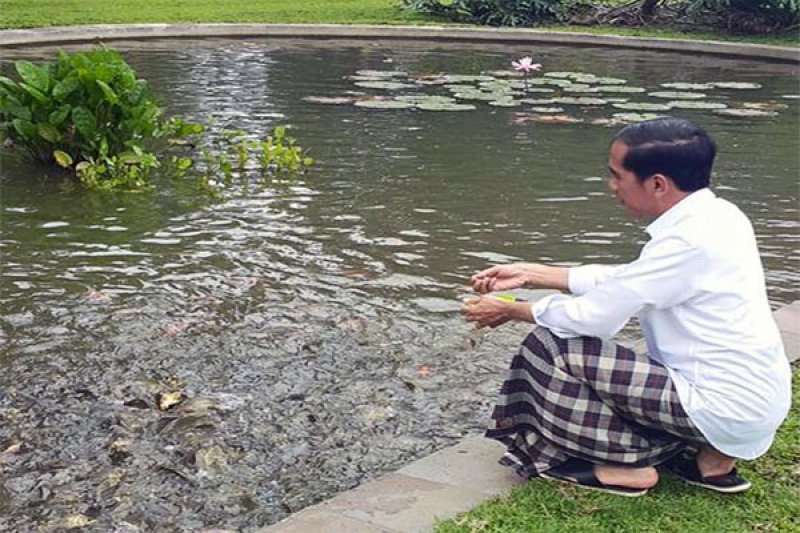 PRESIDEN JOKOWI BERI MAKAN IKAN