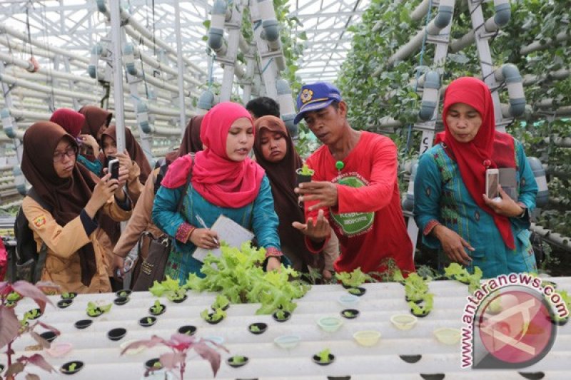 Belajar menanam dengan teknik hidroponik