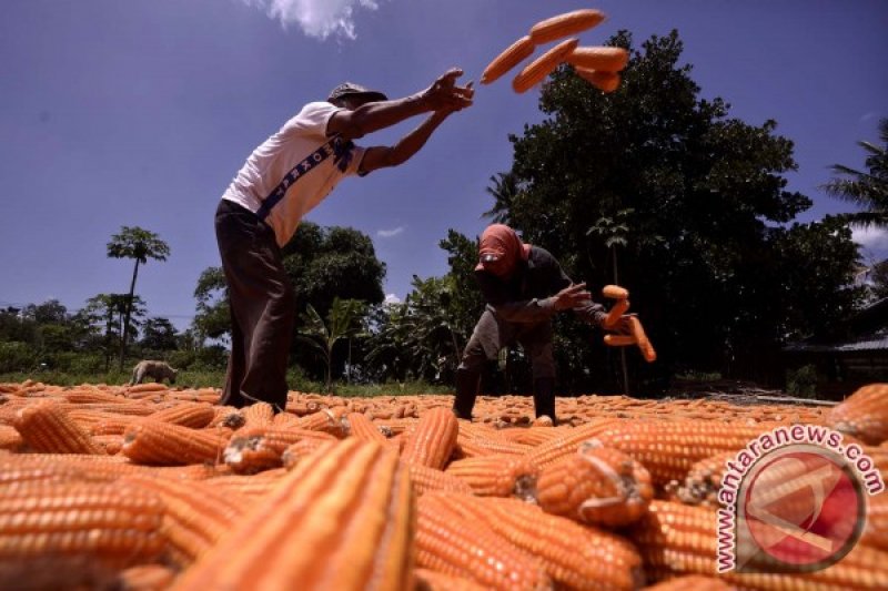 PANEN JAGUNG