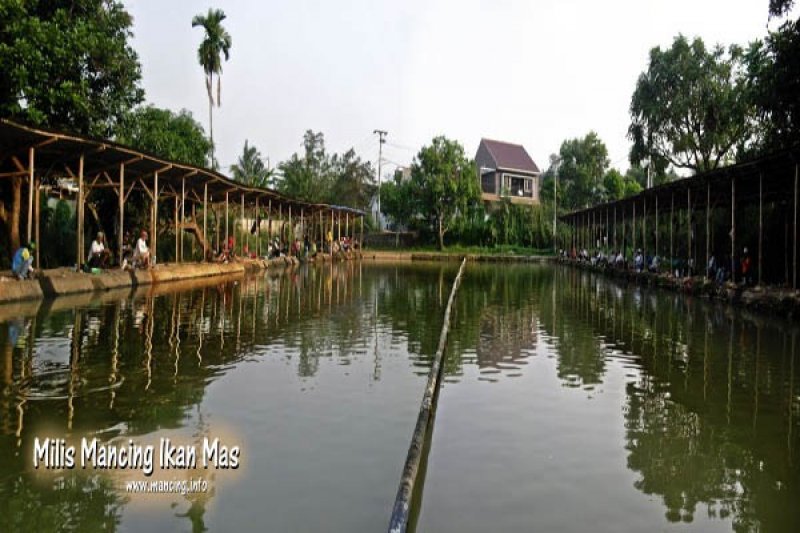 Nikmatnya Memancing Ikan Mas Teknik Pelampungan Antara News Lampung