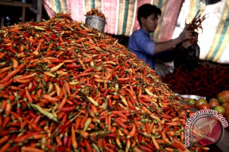 HARGA CABAI MANADO TURUN