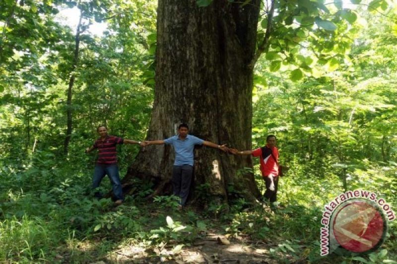 Bojonegoro Berencana Kembangkan Wisata Hutan Malingmati