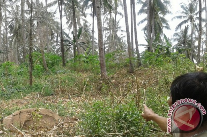 Kekeringan Pohon Cengkeh