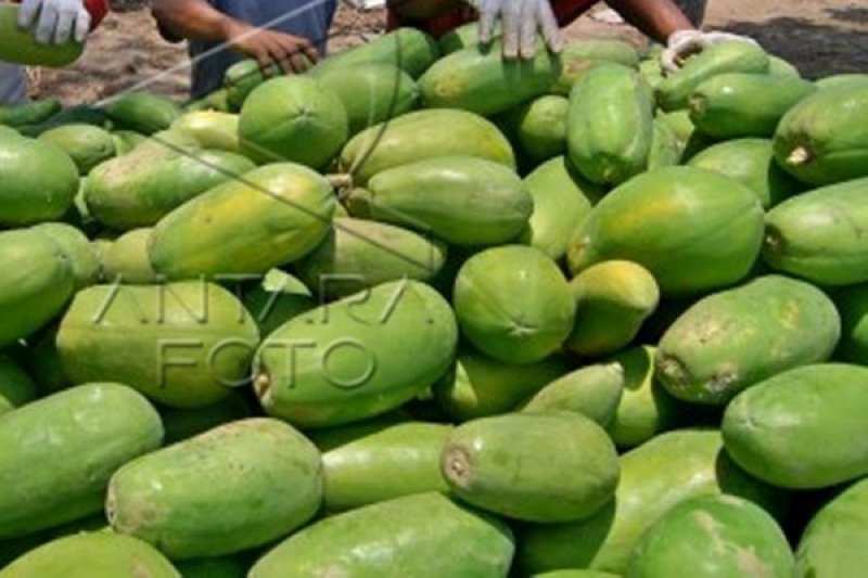 Petani Kulon Progo panen pepaya california