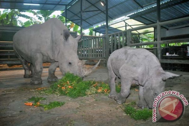 Badak putih langka lahir di Bali Safari