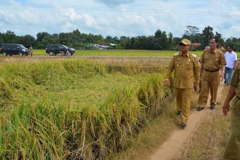 LOKASI PANEN RAYA LAMPUNG TENGAH