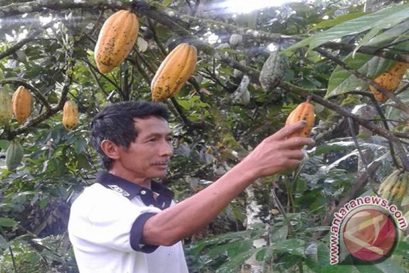 Panen kakao hasil program intensifikasi perkebunan
