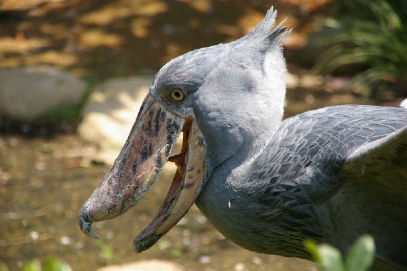 Shoebill Burung Raksasa Uganda Bertahan Hidup Melawan Manusia Antara News