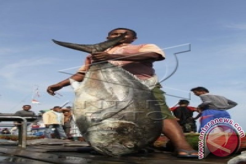 HARGA IKAN ANJLOK PRODUKSI MELIMPAH