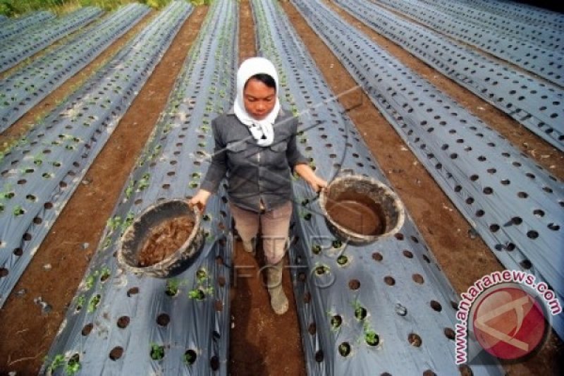 EFISIENSI LAHAN DENGAN TUMPANG SARI