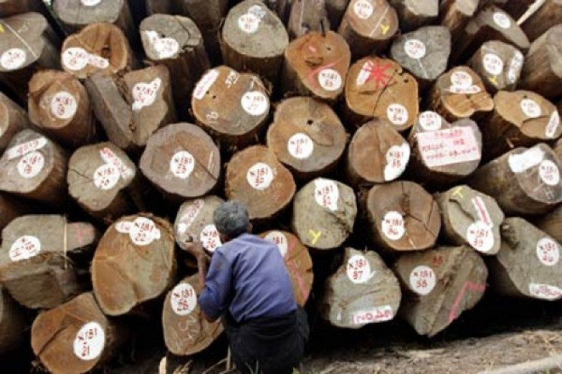 Salah satu hasil hutan adalah kayu kayu jati banyak dihasilkan di daerah