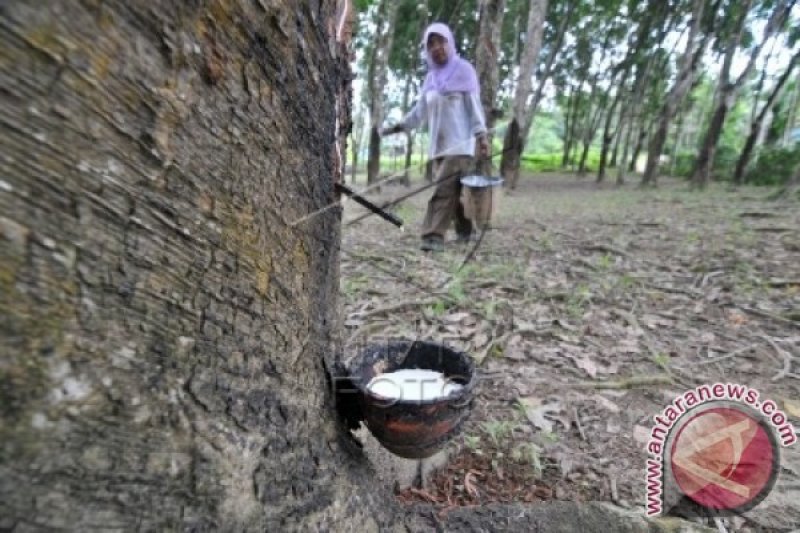 HARGA KARET BERANGSUR NAIK