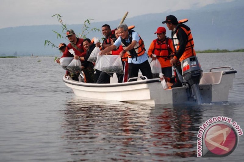 Penebaran Benih Ikan Di Rawa Pening