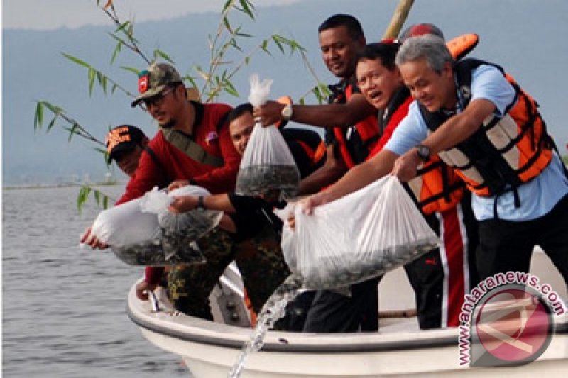 Penebaran Benih Ikan Di Rawa Pening