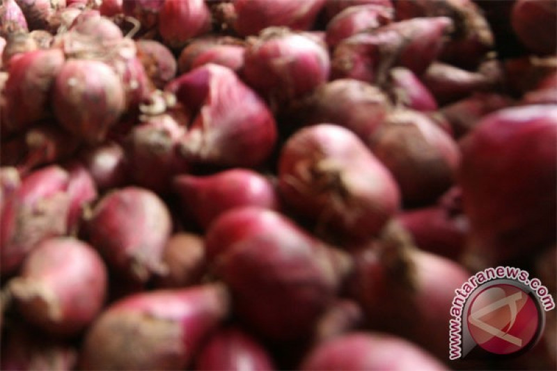 Ini tantangan utama produksi bawang merah berkualitas ekspor  ANTARA News