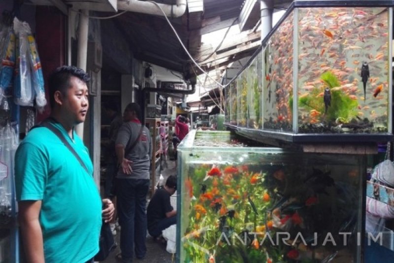 86 Koleksi Ikan Hias Air Laut Malang Gratis Terbaru